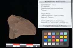 Foto (Objekt + Etikett) von Graminea ? sp.  (NHMW-GEO-2024-0188-0394)